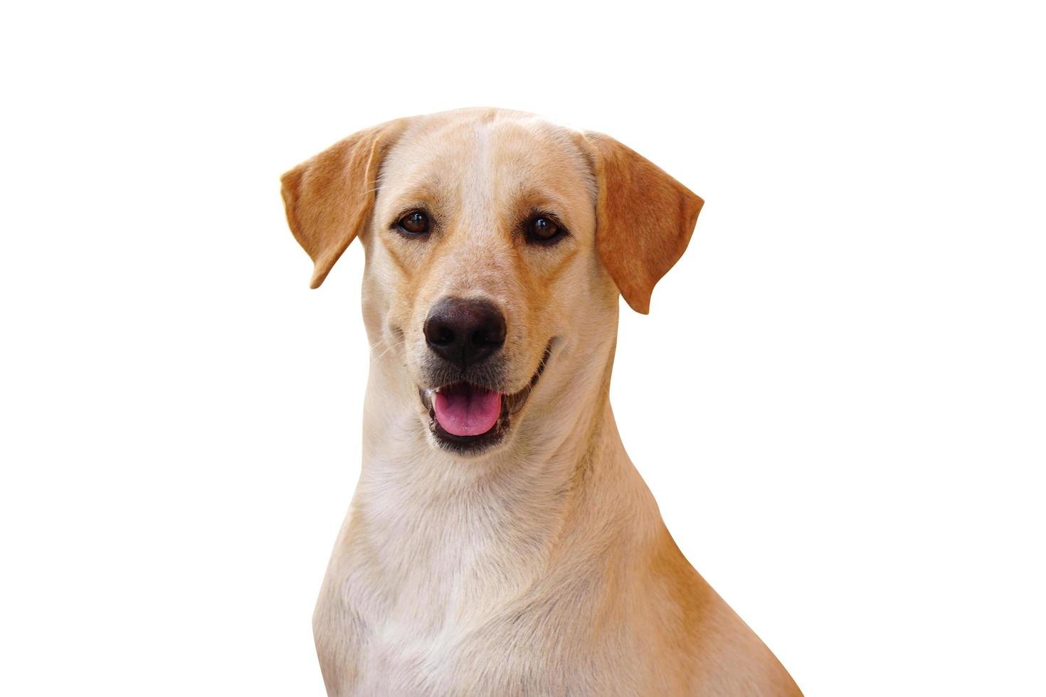 Mascota representando los productos de INAPET
